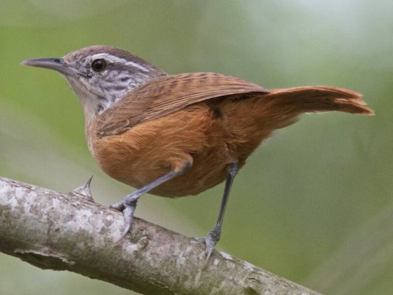 Troglodyte leucotis, Photos 3