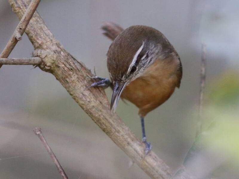 Troglodyte leucotis, Photos 2