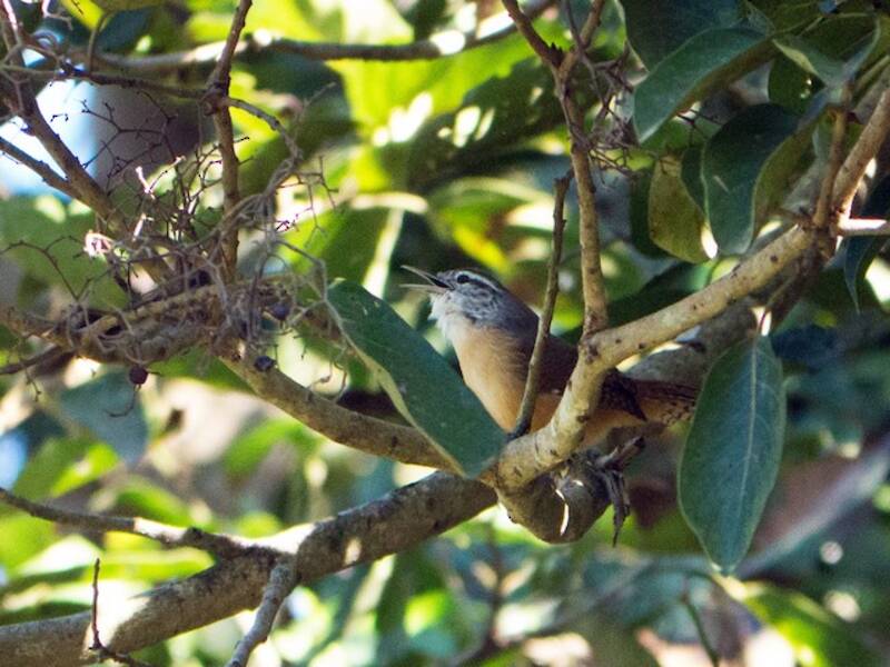Troglodyte leucotis, Photos 4
