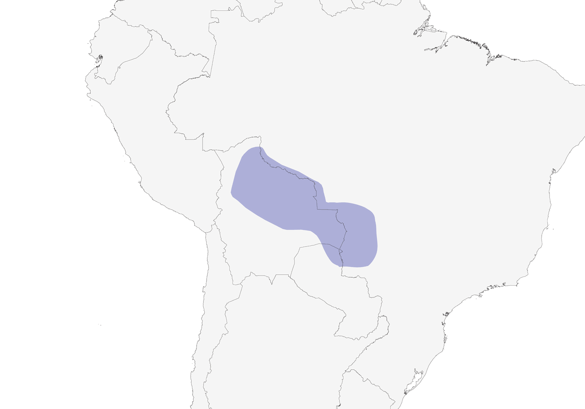 Troglodyte leucotis, Distribution 1