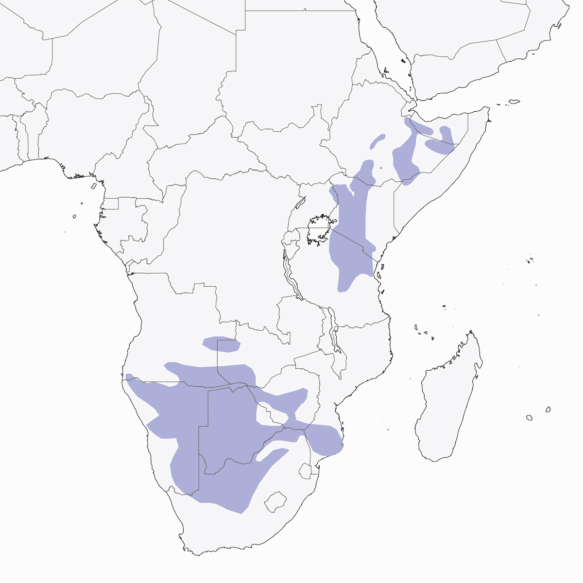 Alouette isabelline, Distribution 1