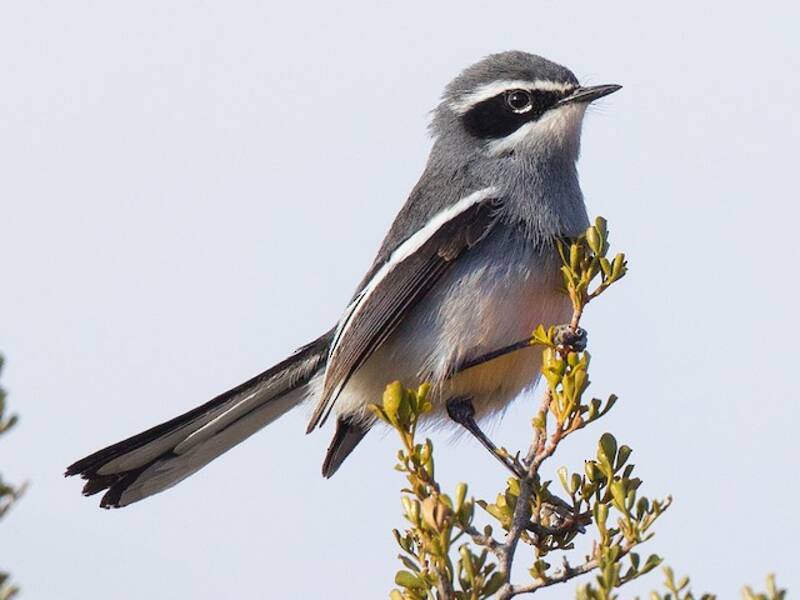 Fairy Flycatcher, 照片 3