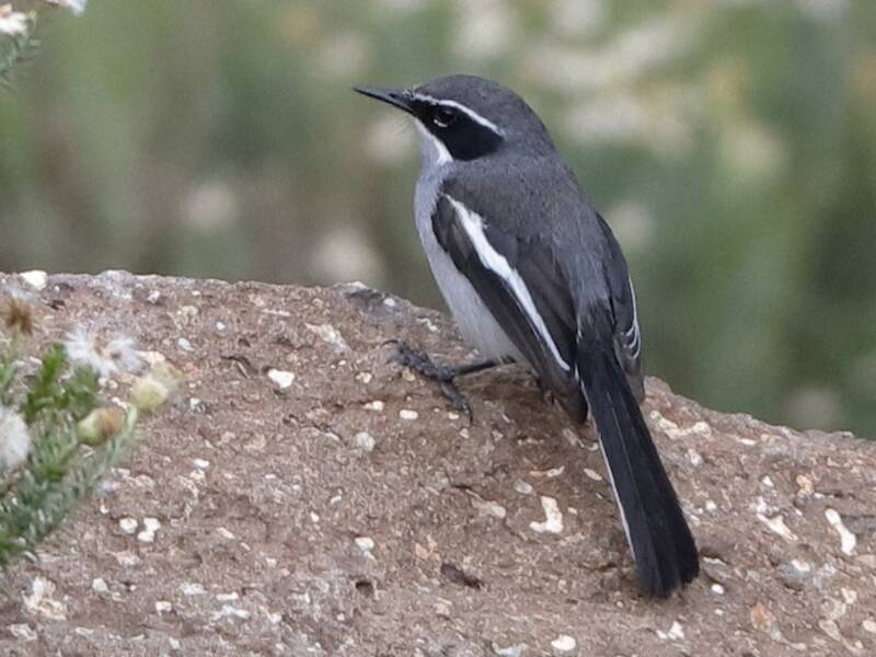 Fairy Flycatcher