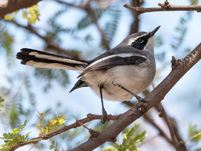 Fairy Flycatcher, 照片 2