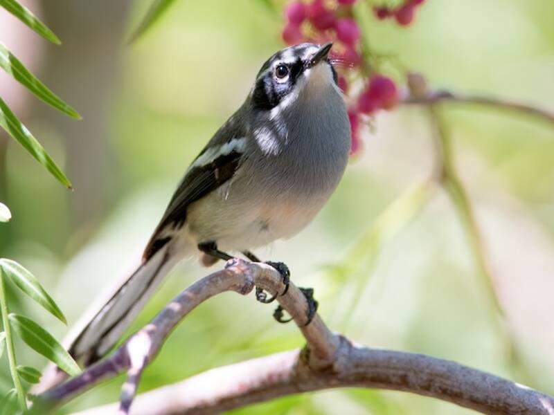 Fairy Flycatcher, 照片 4