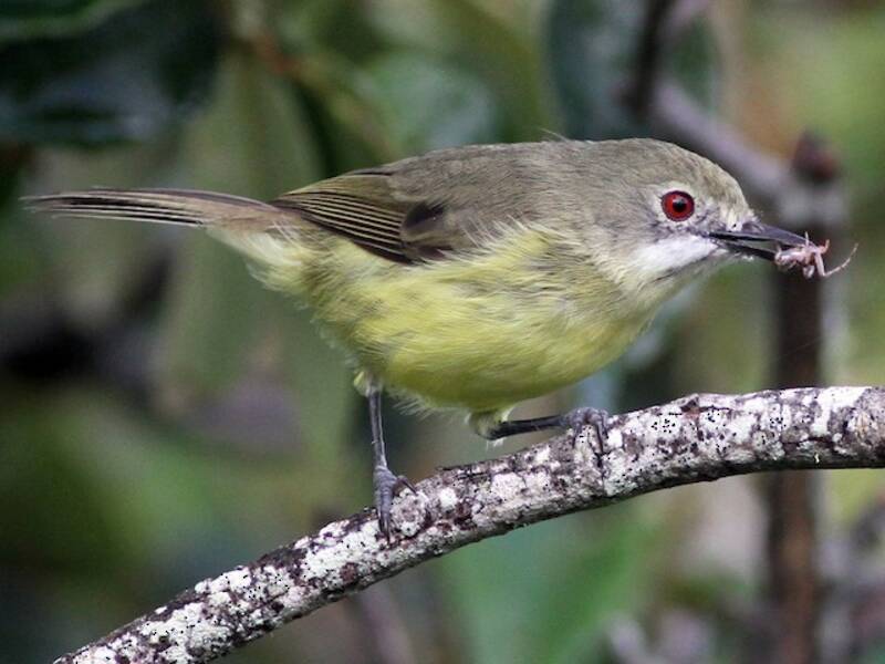 Gerigone fatata, Foto 4