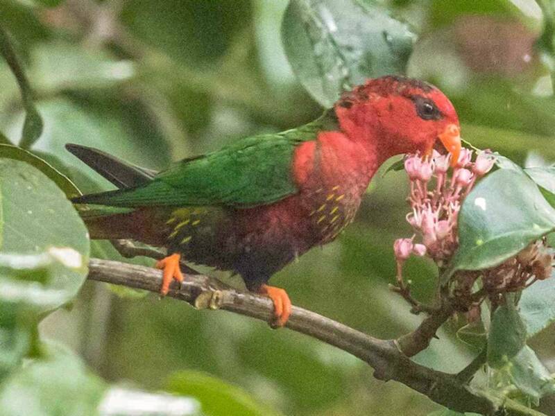Fairy Lorikeet