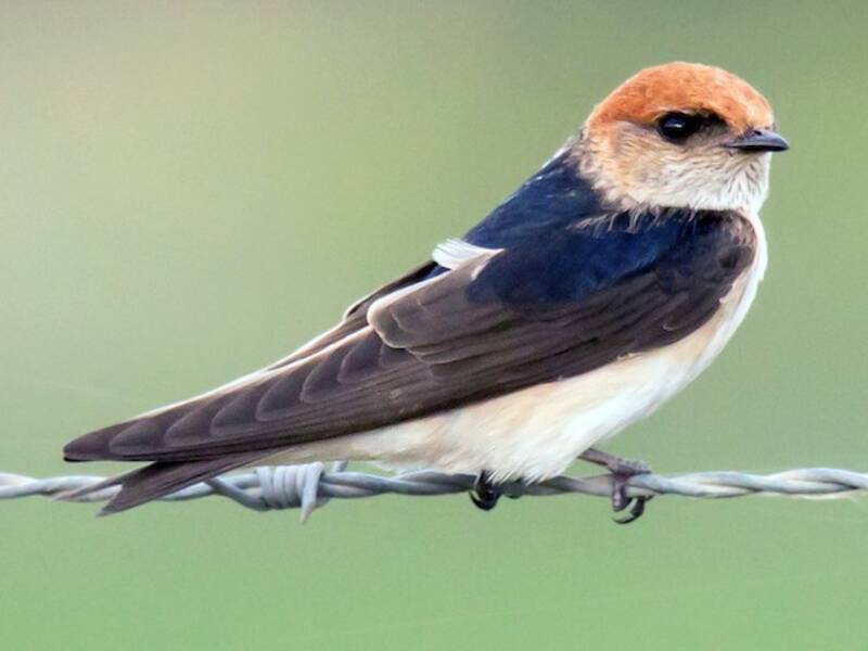 Hirondelle ariel