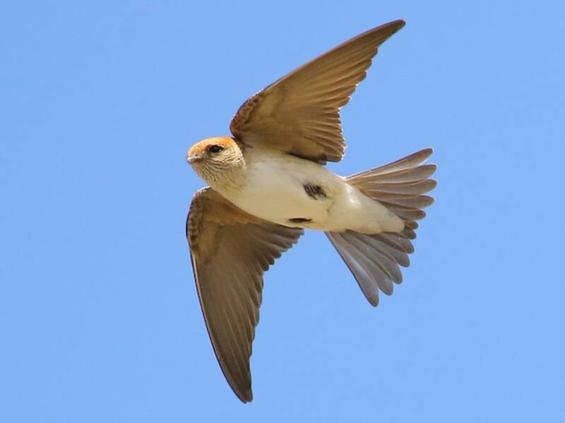 Fairy Martin, 照片 3
