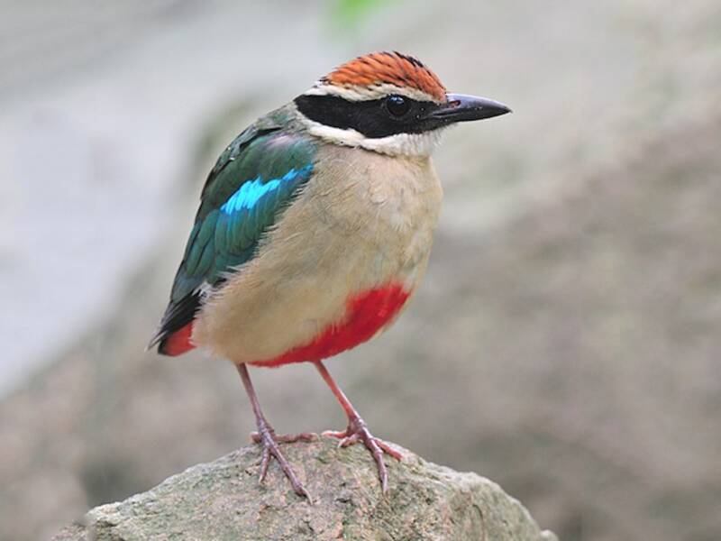 Fairy Pitta (Pitta nympha)