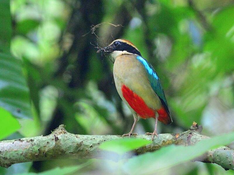 Pitta fatata, Foto 2