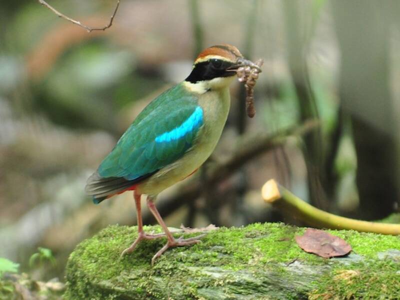Pitta fatata, Foto 3