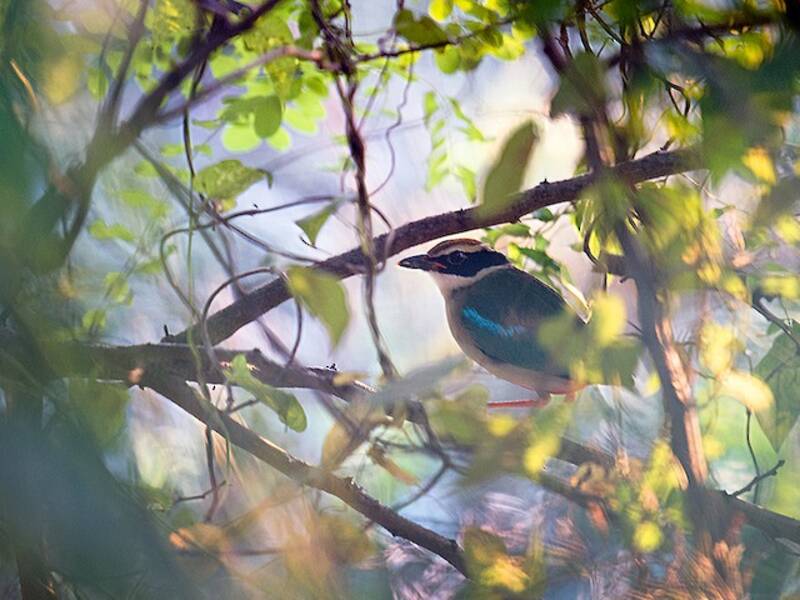 Pitta fatata, Foto 4