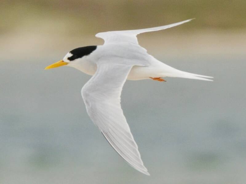 Australian Fairy Tern, 照片 4