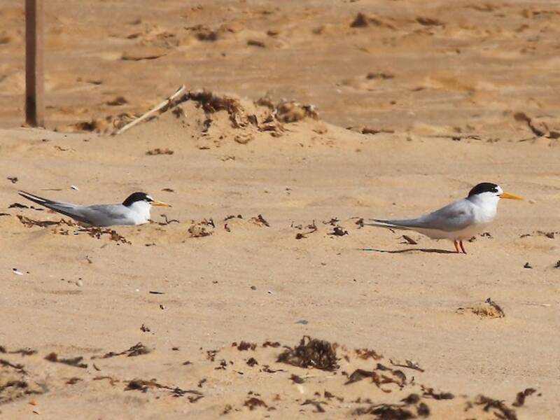 Australian Fairy Tern, 照片 2