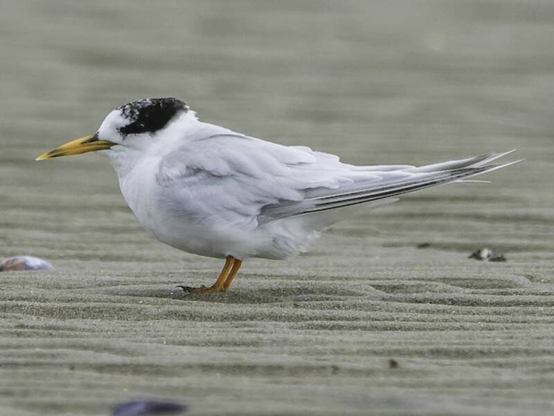 Australian Fairy Tern