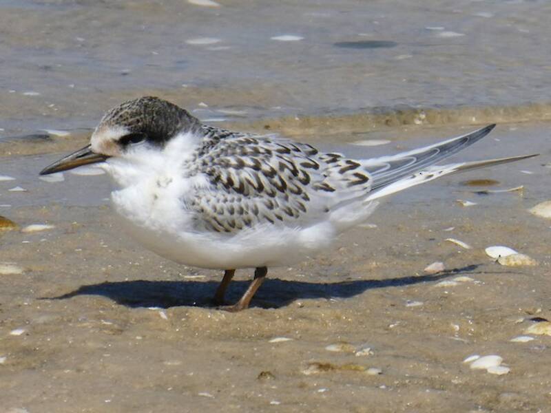 Australian Fairy Tern, 照片 3
