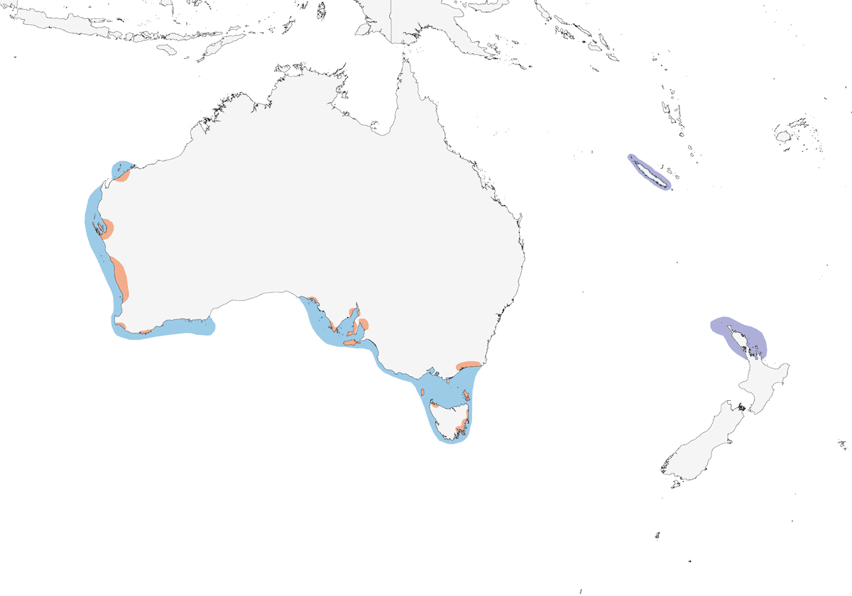 Australian Fairy Tern, 分布 1