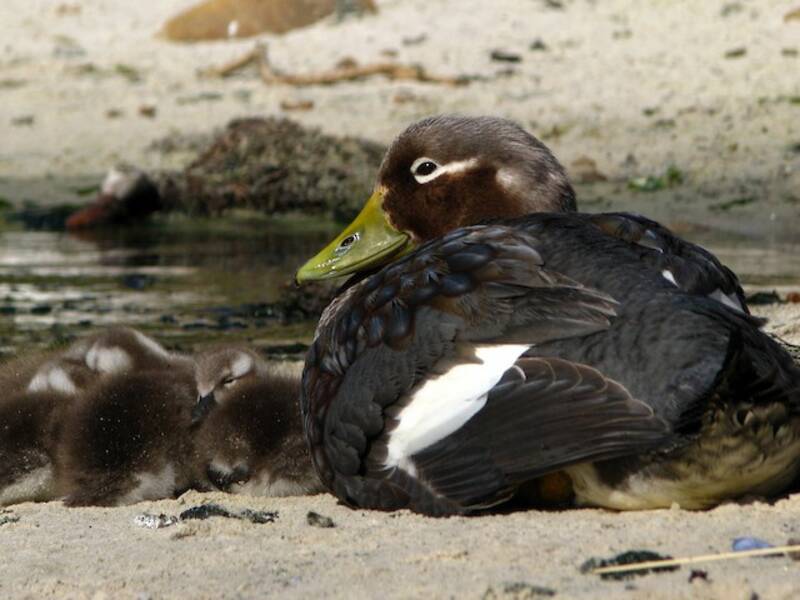 Anatra a vapore delle Falkland, Foto 2