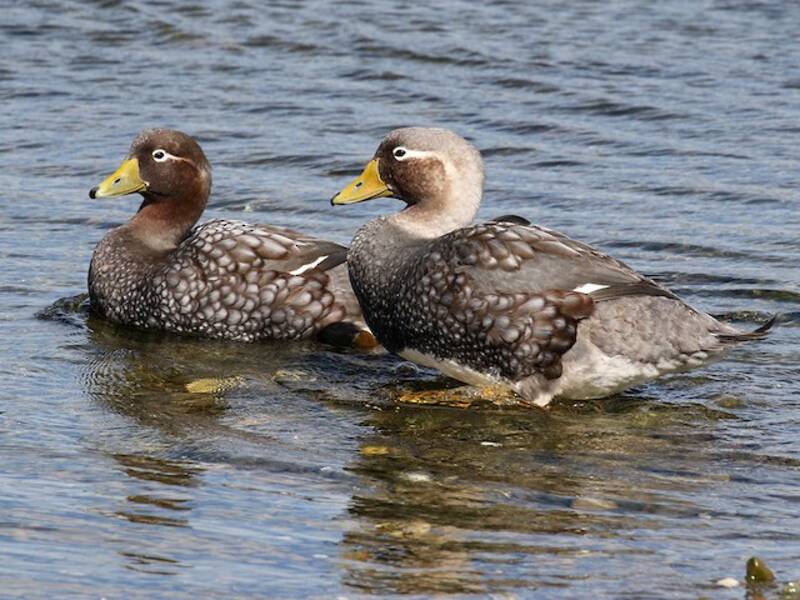 Falkland Steamer-Duck (Tachyeres brachypterus)