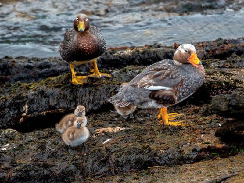 Anatra a vapore delle Falkland, Foto 3