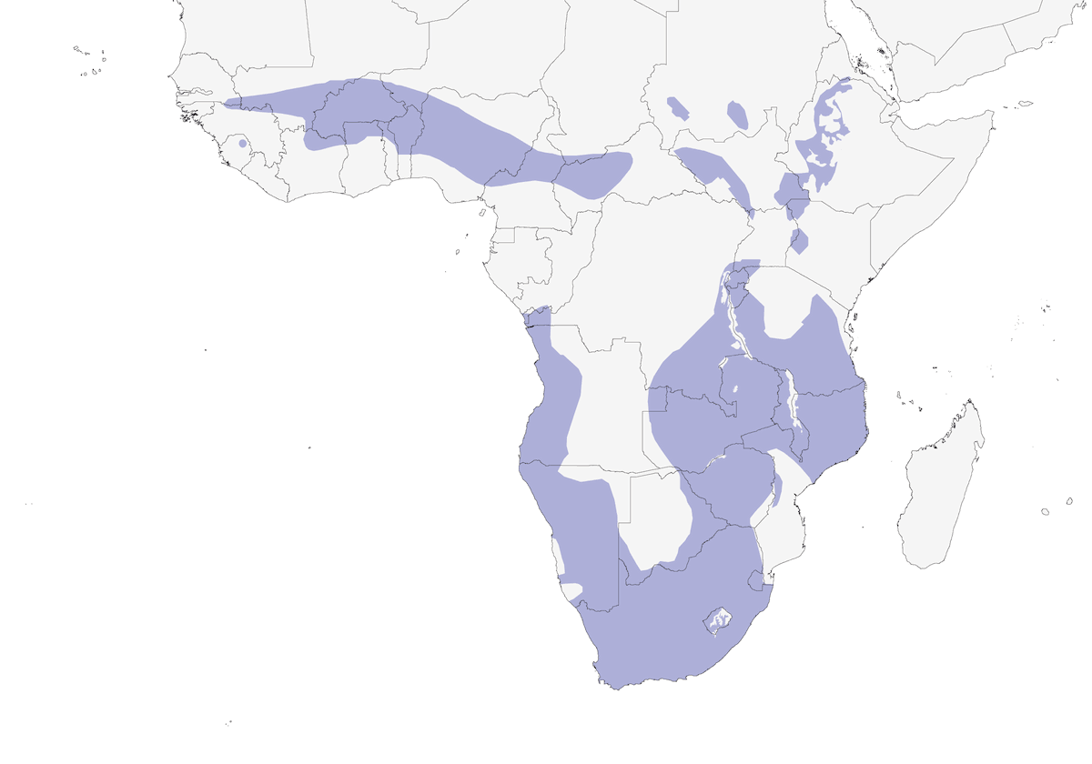 Sassicola familiare, Distribuzione 1