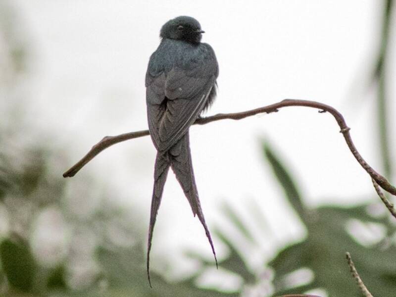 Pseudhirondelle fanti, Photos 2