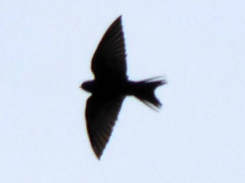 Pseudhirondelle fanti, Photos 3