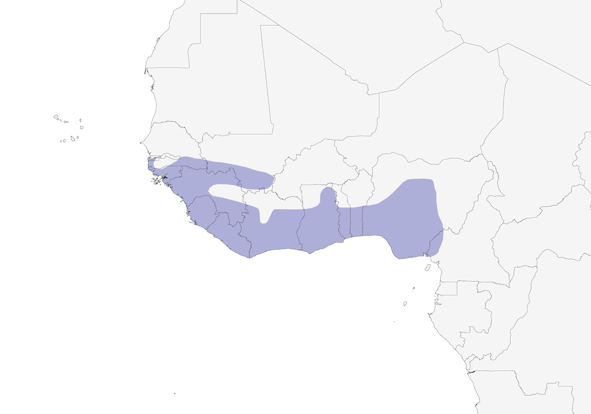 Pseudhirondelle fanti, Distribution 1