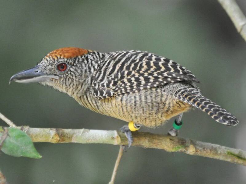 Averla formichiera fasciata - Cymbilaimus lineatus