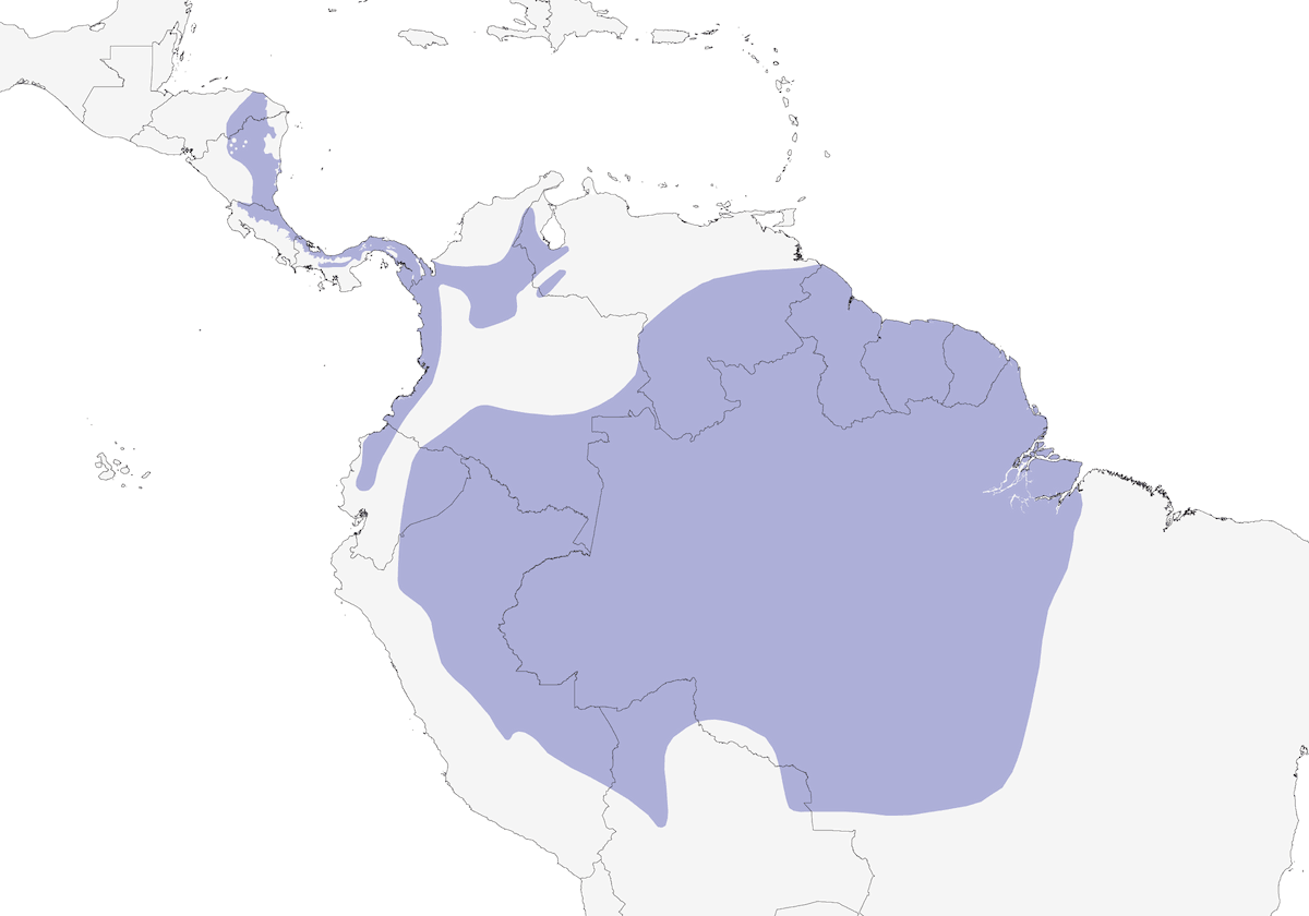 Averla formichiera fasciata, Distribuzione 1