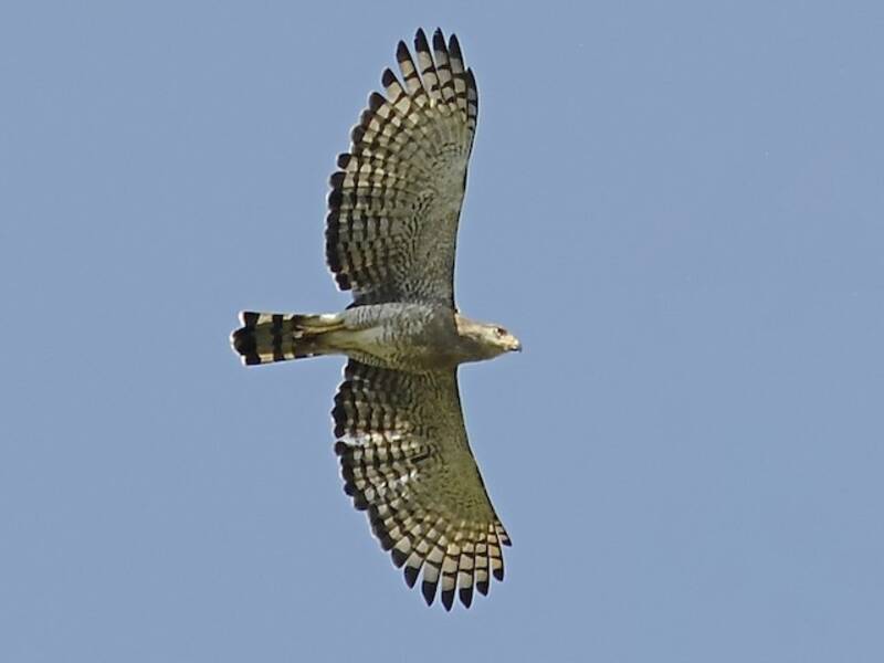 Southern Banded Snake-Eagle