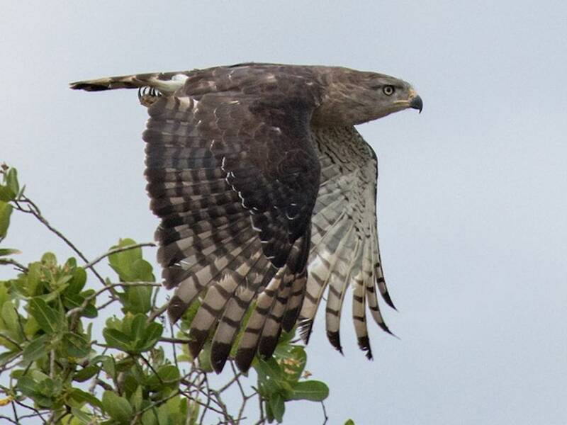 Águila Culebrera Bandeada Sureña, Fotos 3