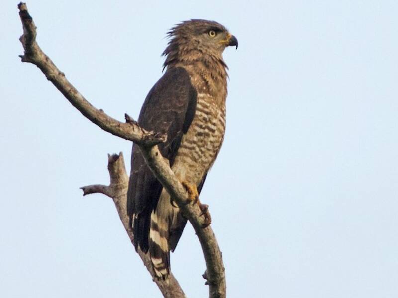 Águila Culebrera Bandeada Sureña, Fotos 4