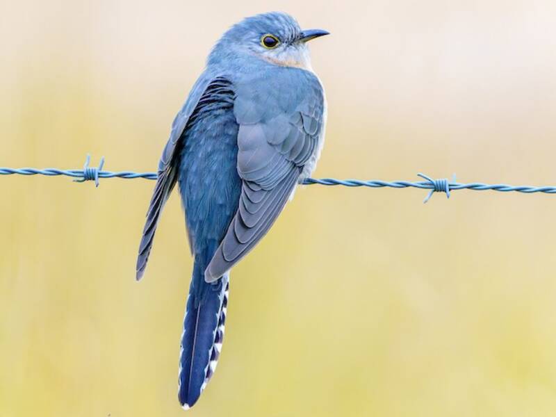 Fan-tailed Cuckoo