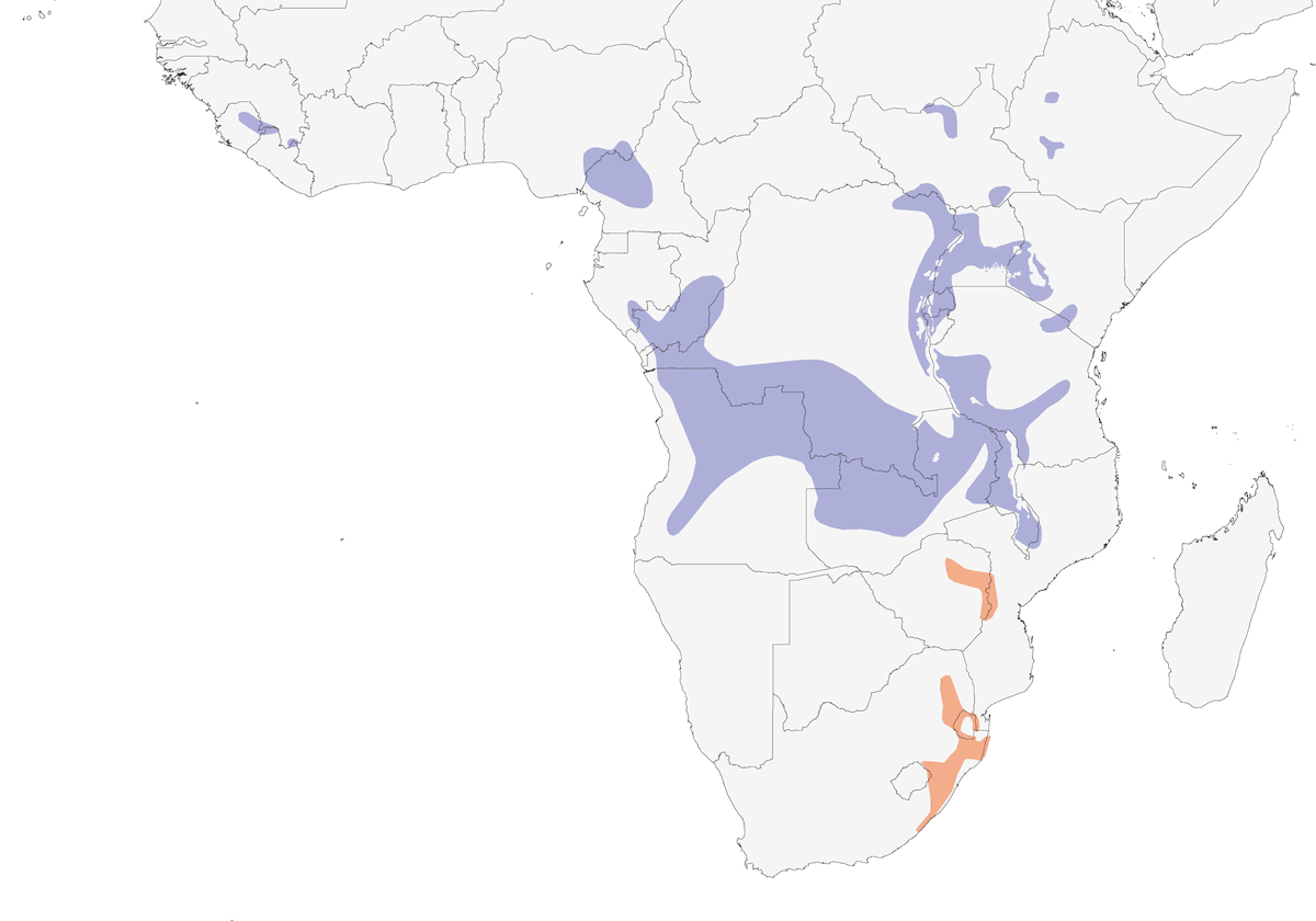 Megaluro codaventaglio, Distribuzione 1