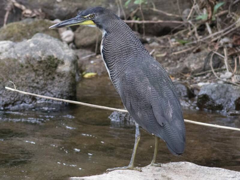 Fasciated Tiger-Heron, 照片 4