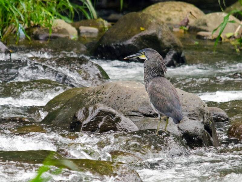 Fasciated Tiger-Heron, 照片 3