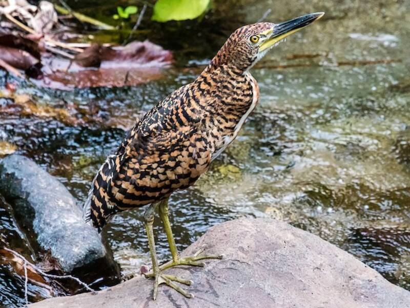 Fasciated Tiger-Heron, 照片 2