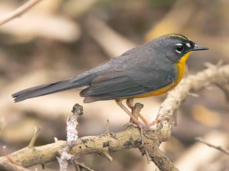 Fan-tailed Warbler, Photos 1