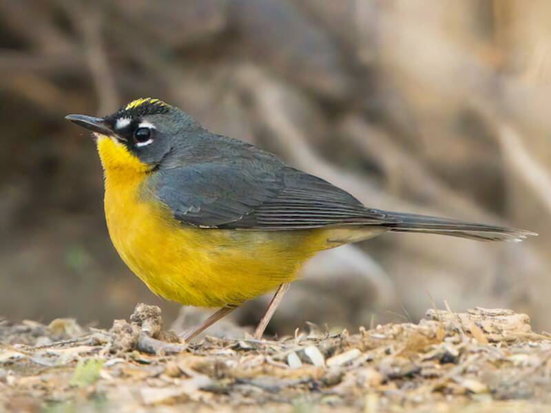 Fan-tailed Warbler, Photos 3