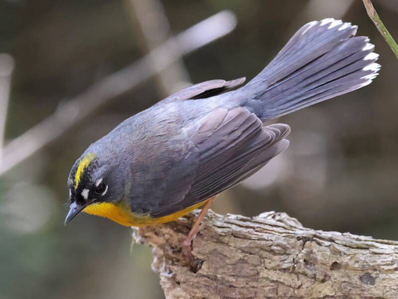Fan-tailed Warbler, Photos 2