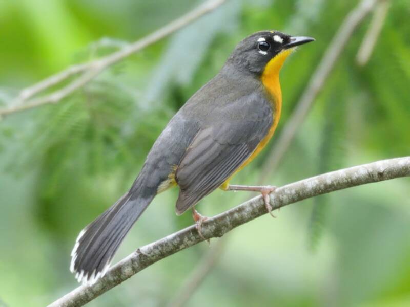 Fan-tailed Warbler, Photos 4