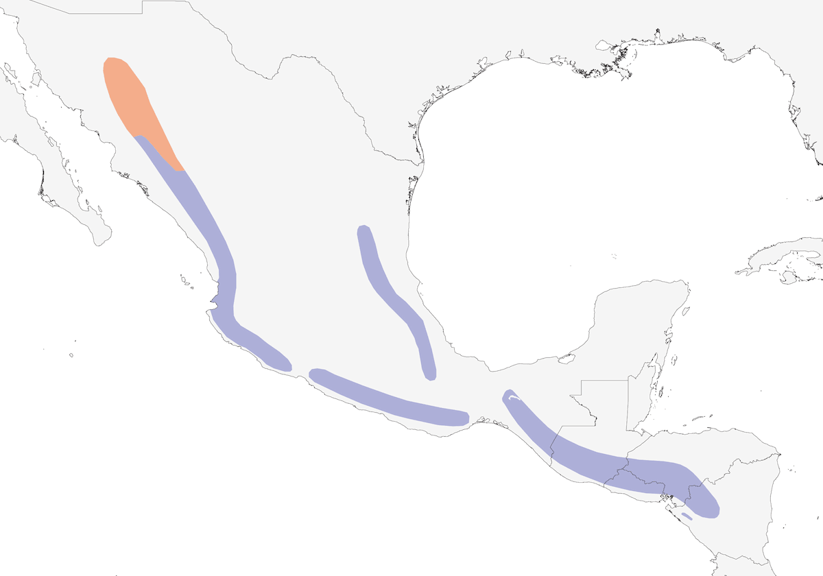 Fan-tailed Warbler, Distribution 1