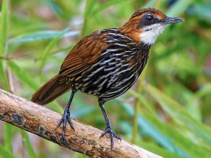 Falcated Wren-Babbler, Photos 3