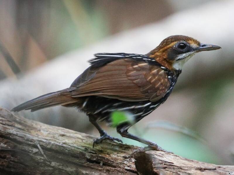 Falcated Wren-Babbler, Photos 4