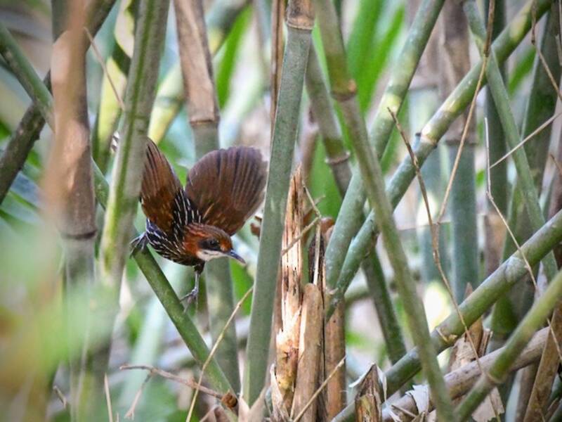 Falcated Wren-Babbler, Photos 2