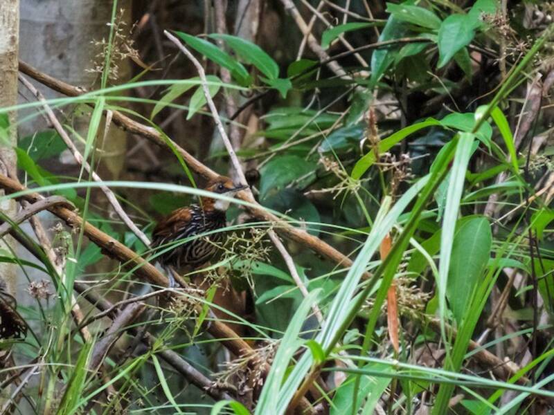 Falcated Wren-Babbler