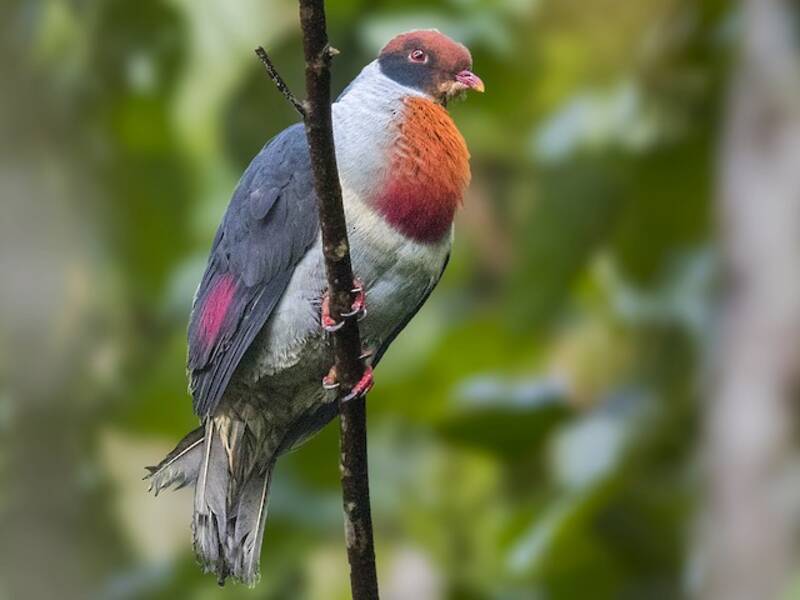 Colomba frugivora dal petto fiammante, Foto 3