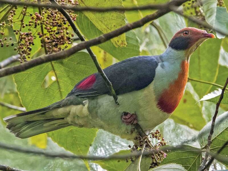 Colomba frugivora dal petto fiammante, Foto 4